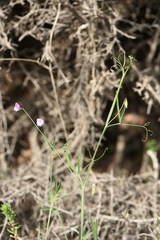 Lathyrus hirsutus