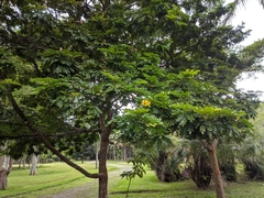 Paubrasilia echinata