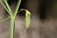 Lathyrus hirsutus