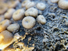 Palythoa