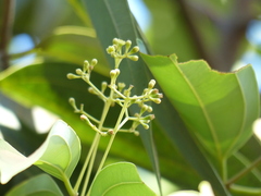 Cinnamomum