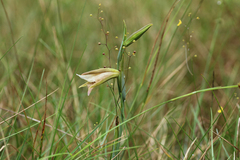 Cleistes grandiflora