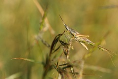 Brachycrotaphus tryxalicerus