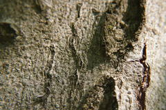 Zimmermannia liebwerdella