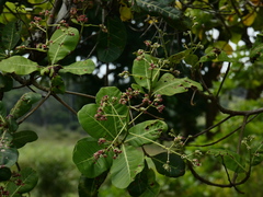 Anacardium
