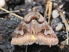 Drasteria occulta