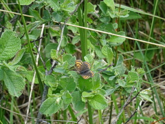Lycaena helle