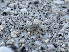 Ocypode occidentalis