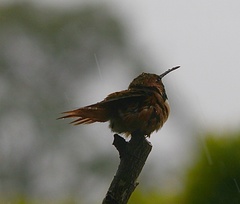 Selasphorus sasin