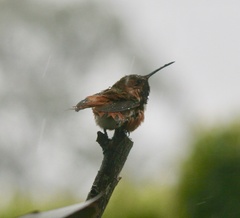 Selasphorus sasin