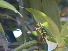 Cinnamomum