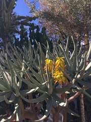 Aloidendron barberae