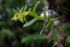 Epidendrum revertianum