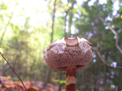 Austroboletus gracilis