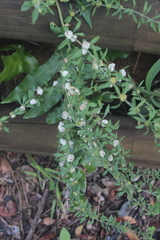 Pollichia campestris