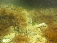 Kathetostoma binigrasella