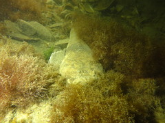 Kathetostoma binigrasella