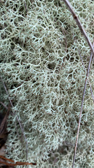 Cladonia evansii
