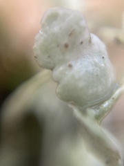 Sedum spathulifolium