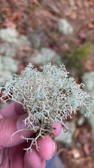 Cladonia evansii