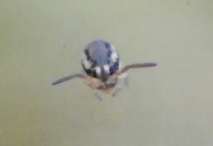 Sminthurinus elegans