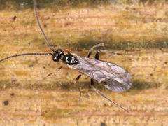 Ichneumonoidea