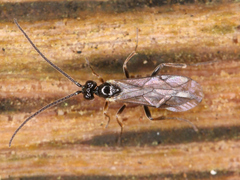 Ichneumonoidea