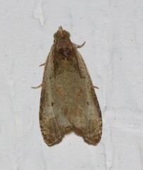 Olethreutes punctanum