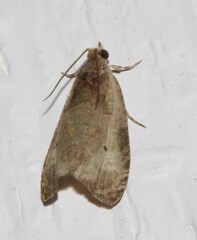 Olethreutes punctanum