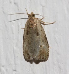 Olethreutes punctanum