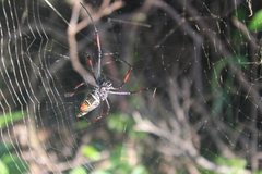 Trichonephila inaurata madagascariensis