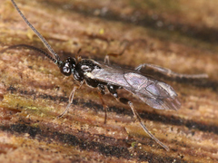 Ichneumonoidea