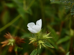 Pterolepis glomerata
