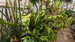 Microsorum musifolium