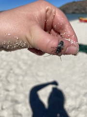 Aegomorphus peninsularis