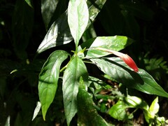 Ruellia angustiflora