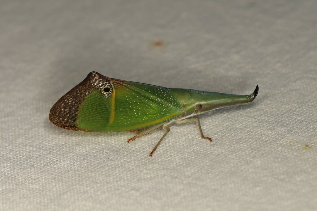 Odontoptera carrenoi