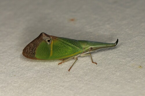 Odontoptera carrenoi