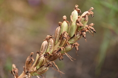 Himantoglossum robertianum