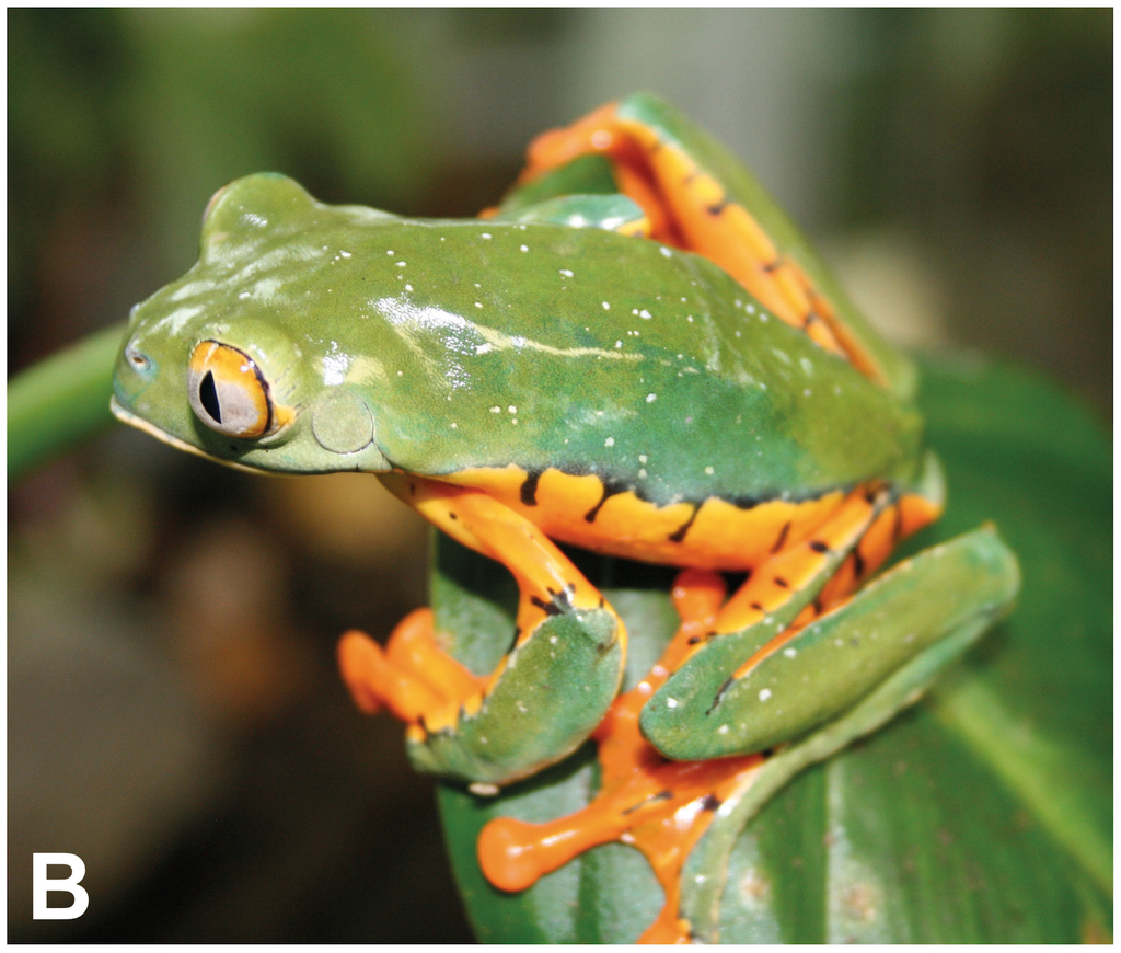 Rainette splendide à éperons (grenouille-feuille splendide) (Cruziohyla calcarifer)