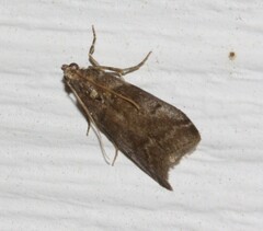 Acrobasis angusella