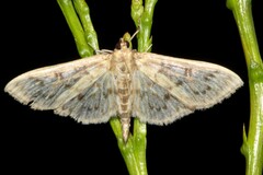 Herpetogramma aeglealis