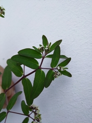 Euphorbia lasiocarpa