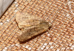 Cryptocala acadiensis