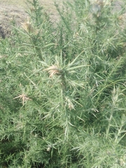 Ulex europaeus