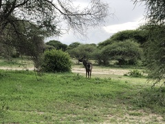 Kobus ellipsiprymnus