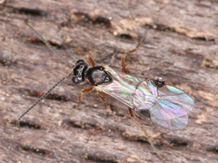 Ichneumonoidea