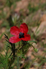 Papaver hybridum