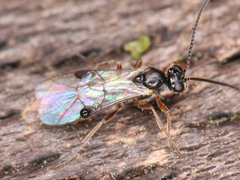Ichneumonoidea