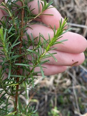 Hypericum fasciculatum